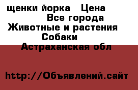 щенки йорка › Цена ­ 15 000 - Все города Животные и растения » Собаки   . Астраханская обл.